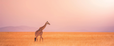 A SPIRIT OF ADVENTURE AND ROMANCE: The name Kenya is synonymous with the word safari as can be seen with the country’s beach tourism, eco-tourism, cultural tourism, and sports tourism. Kenya is stunning with the east African country surrounded by calderas and mountain ranges divided by the the Great Rift Valley. To the east of this sweeping valley, you can climb the peaks of Mount Kenya and fish for trout in crystal-clear streams.