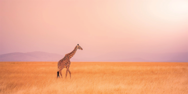 A SPIRIT OF ADVENTURE AND ROMANCE: The name Kenya is synonymous with the word safari as can be seen with the country’s beach tourism, eco-tourism, cultural tourism, and sports tourism. Kenya is stunning with the east African country surrounded by calderas and mountain ranges divided by the the Great Rift Valley. To the east of this sweeping valley, you can climb the peaks of Mount Kenya and fish for trout in crystal-clear streams.