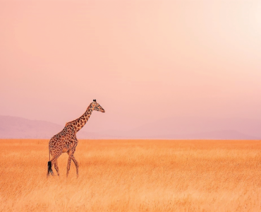 A SPIRIT OF ADVENTURE AND ROMANCE: The name Kenya is synonymous with the word safari as can be seen with the country’s beach tourism, eco-tourism, cultural tourism, and sports tourism. Kenya is stunning with the east African country surrounded by calderas and mountain ranges divided by the the Great Rift Valley. To the east of this sweeping valley, you can climb the peaks of Mount Kenya and fish for trout in crystal-clear streams.