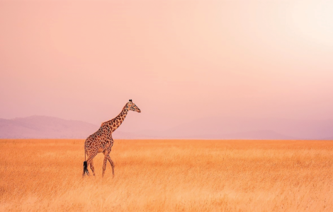A SPIRIT OF ADVENTURE AND ROMANCE: The name Kenya is synonymous with the word safari as can be seen with the country’s beach tourism, eco-tourism, cultural tourism, and sports tourism. Kenya is stunning with the east African country surrounded by calderas and mountain ranges divided by the the Great Rift Valley. To the east of this sweeping valley, you can climb the peaks of Mount Kenya and fish for trout in crystal-clear streams.