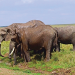 TOURISMkenya 3