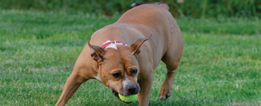 DOG ATTACKS AND THE LAW