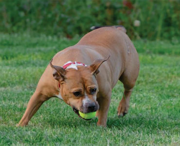 DOG ATTACKS AND THE LAW