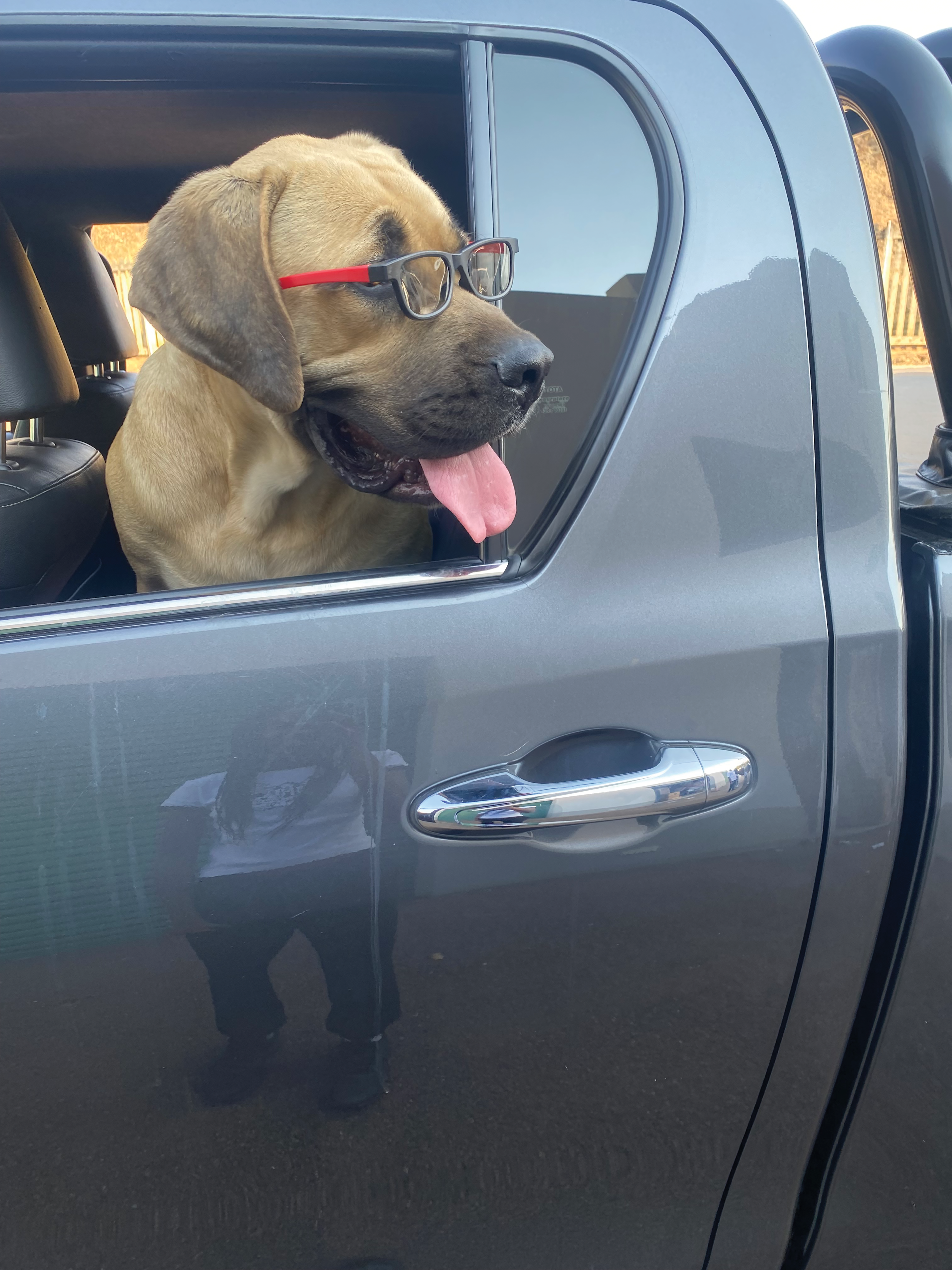 SNOOPY DOGS READY TO SNIFF OUT COVID – IN SECONDS!