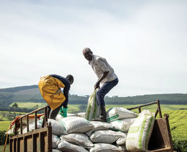 FEEDING BIG AGRIBUSINESS, STARVING AFRICANS